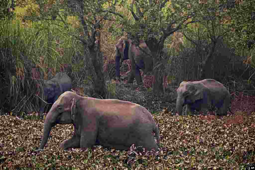 A herd of wild elephants search for food in a forested area near a railway track at Panbari village, on the outskirts of Gauhati, India.