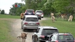 5K (Lima Kilometer): Operasional Kebun Binatang di Masa Pandemi Covid-19