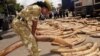 Kenya Seizes 1,600 Pieces of Ivory