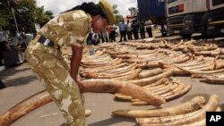 FILE - A Kenya Wildlife Service officer holds an elephant ivory tusk as they are displayed outside the Port of Mombasa's police station, Kenya, July 9, 2013.