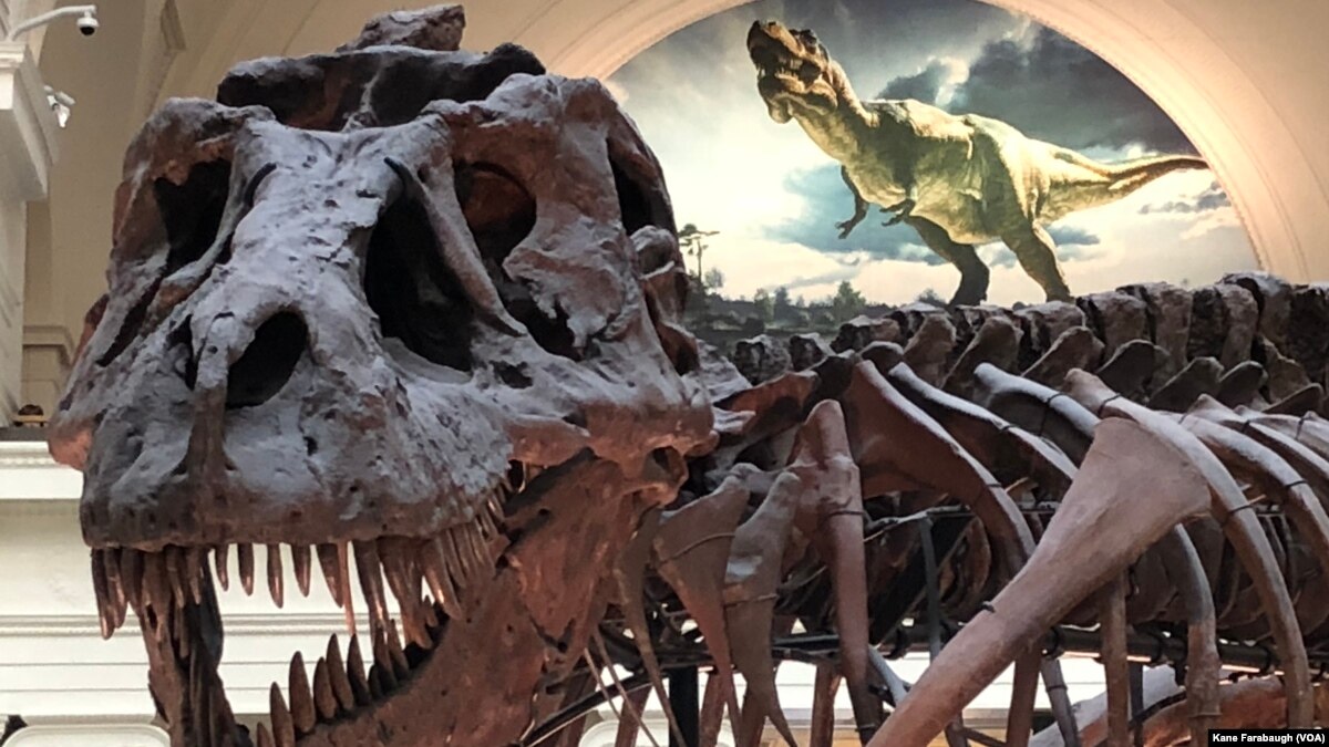 most popular dinosaur types