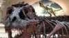 Kerangka T-Rex Terutuh di Dunia akan Dilelang 