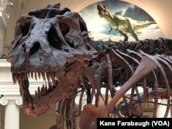 "Sue" the T-Rex in her current home on display in Stanley Field Hall at the Field Museum in Chicago.