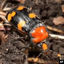 A female American burying beetle (Nicrophorus americanus)