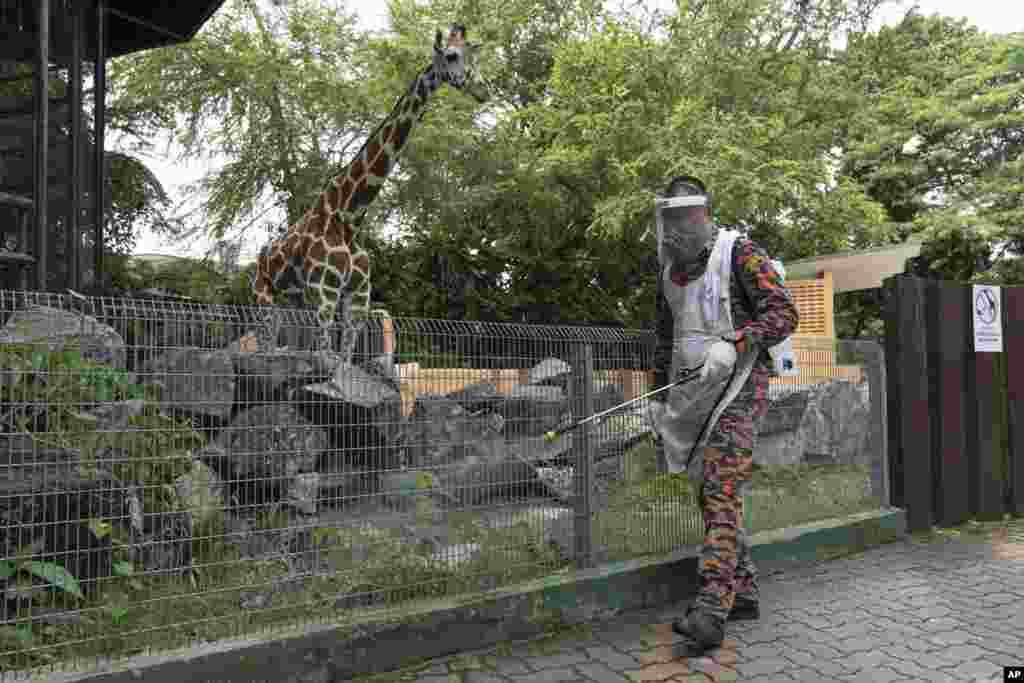 یک مامور بهداشت در حال ضدعفونی کردن باغ وحش ملی در کوالالامپور، مالزی