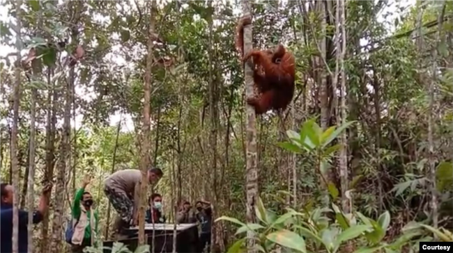 Orangutan Tapanuli saat dilepasliarkan di Cagar Alam Dolok Sipirok, Tapanuli Selatan, Sumut. Senin 23 November 2020. (Courtesy: BBKSDA Sumut)
