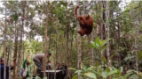 Orangutan Tapanuli saat dilepasliarkan di Cagar Alam Dolok Sipirok, Tapanuli Selatan, Sumut. Senin 23 November 2020. (Courtesy: BBKSDA Sumut)