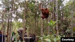 Orangutan Tapanuli saat dilepasliarkan di Cagar Alam Dolok Sipirok, Tapanuli Selatan, Sumut. Senin 23 November 2020. (Courtesy: BBKSDA Sumut)