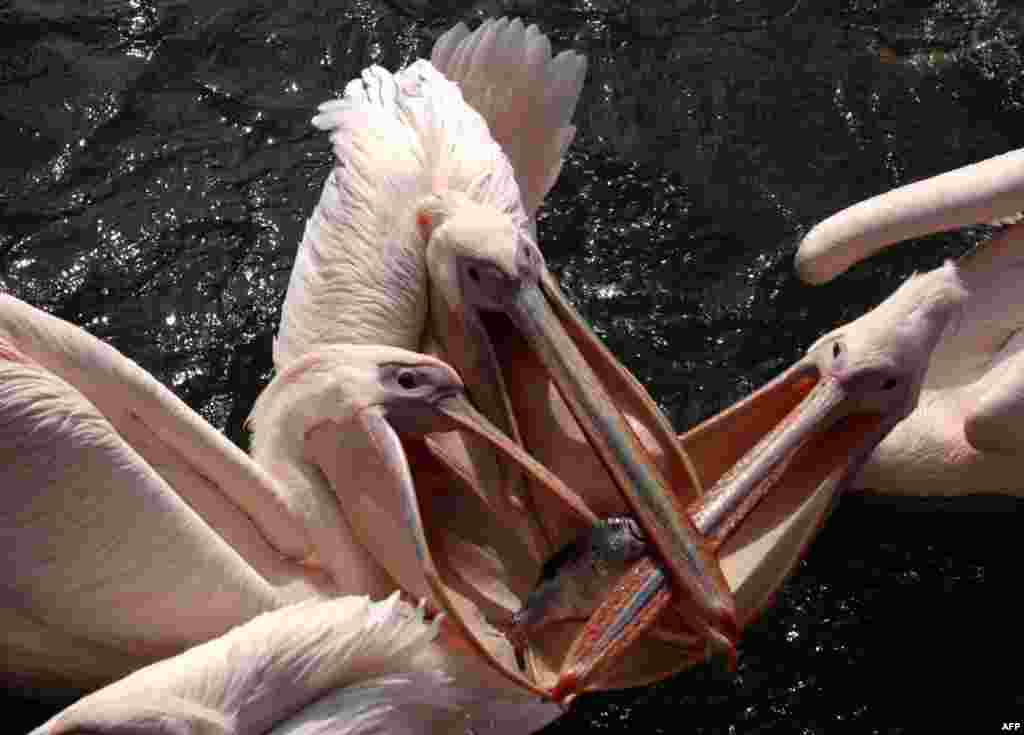 Pelicans are being fed in their enclosure at the bird park in Marlow, north-eastern Germany.