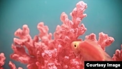 US company Pantone has named its Color of the Year for 2019 - Living Coral. (Pantone)