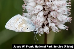 A butterfly on a bistort plant in Rocky Mountain National Park