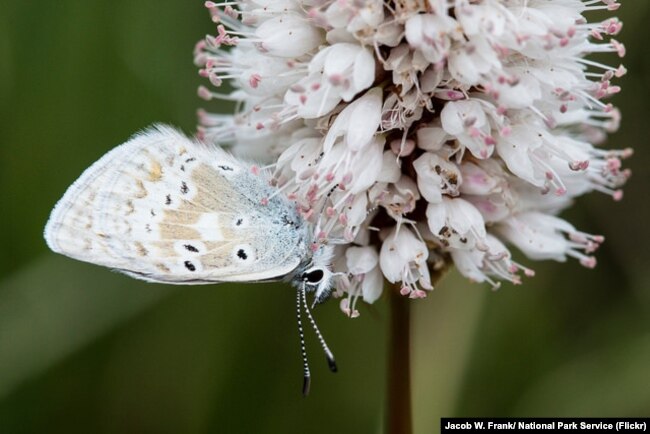 A butterfly on a bistort plant in Rocky Mountain National Park