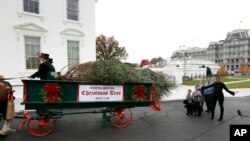 El árbol que adornará el Salón Azul en las últimas Navidades de los Obama en la Casa Blanca mide casi 5,8 metros de altura y procede de una granja de Pensilvania.