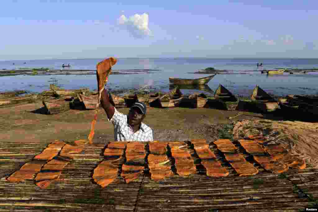 A fisherman lays fish fillet out to sun dry at the Panyimur landing site on the shores of Lake Albert, some 398 km (247 miles) north of Uganda's capital Kampala, Nov. 30, 2013.