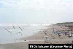 Padre Island National Seashore is the longest stretch of undeveloped barrier island in the world.