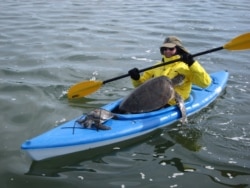 Allen M. Foley, Ph.D., wildlife biologist at the Florida Fish and Wildlife Conservation Commission, rescues sea turtles in a kayak in St. Joseph Bay. (Courtesy Photo)