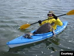Allen M. Foley, Ph.D., wildlife biologist at the Florida Fish and Wildlife Conservation Commission, rescues sea turtles in a kayak in St. Joseph Bay. (Courtesy Photo)