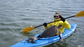 Allen M. Foley, Ph.D., wildlife biologist at the Florida Fish and Wildlife Conservation Commission, rescues sea turtles in a kayak in St. Joseph Bay. (Courtesy Photo)