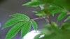 Tanaman mariyuana ditanam oleh Fotmer SA, sebuah perusahaan yang memproduksi mariyuana untuk keperluan medis, di Montevideo, Uruguay, 29 Januari 2019.