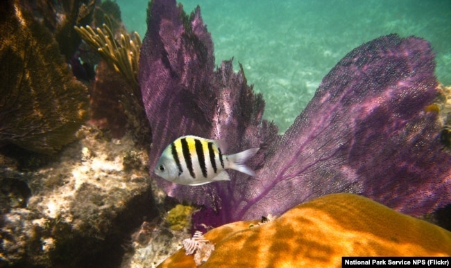 Underwater view at Dry Tortugas National Park NPS Photo taken by John Dengler