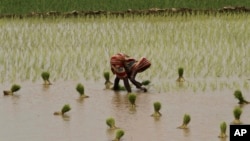 An Indian woman plants rice saplings at a paddy field after monsoon rains on the outskirts of Puri, Orissa, Aug. 21, 2014.
