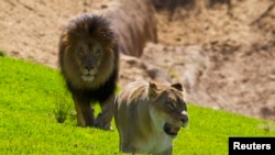 El león africano de cuatro años tuvo que ser sacrificado para rescatar el cuerpo de la víctima.