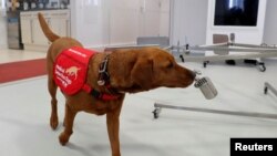 Pas Florin na treningu kompanije Medical Detection Dogs, u Britaniji 31. marta 2020. Kompanija ispituje da li čovekov najbolji prijatelj može da odigra ulogu u sprečavanju širenja Kovida 19. (Foto: Rojters/Metju Čajlds)