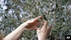 Lucia Iannotta, head of an olive farm, checks an olive tree branch in at the family business' grove, in Capocroce, Italy, Feb. 16, 2017. From specialty shops in Rome to supermarkets around the world, fans of Italian olive oil are in for a surprise this year as prices are due to jump by as much as 20 percent. 