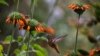 Mountain Birds on ‘Escalator to Extinction' as Planet Warms