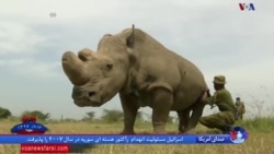 مرگ «سودان»، آخرین کرگدن سفید شمالی