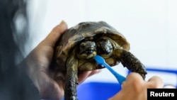 Lavan a la tortuga de dos cabezas Janus con un cepillo de dientes. REUTERS/Pierre Albouy