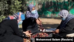 Perempuan Palestina menyortir kurma yang baru dipanen di tengah pembatasan Covid-19, di Deir al-Balah di Jalur Gaza tengah, 5 Oktober 2020. (Foto: REUTERS/Mohammed Salem)