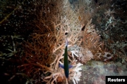 FILE - A bleaching coral is seen where abandoned fishing nets covered it in a reef at the protected area of Ko Losin, Thailand June 20, 2021. (REUTERS/Jorge Silva/File Photo)