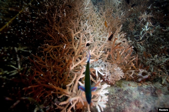 FILE - A bleaching coral is seen where abandoned fishing nets covered it in a reef at the protected area of Ko Losin, Thailand June 20, 2021. (REUTERS/Jorge Silva/File Photo)