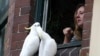FILE - A woman watches out from a window as sulphur-crested cockatoos perch near her in Australia.