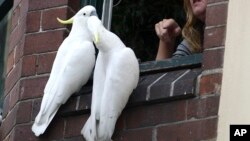 FILE - A woman watches out from a window as sulphur-crested cockatoos perch near her in Sydney, Sunday.