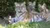 En apuros hispano mordido por tigre