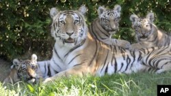 El hecho ocurrió en el zoológico de Nueva York, en el Bronx.