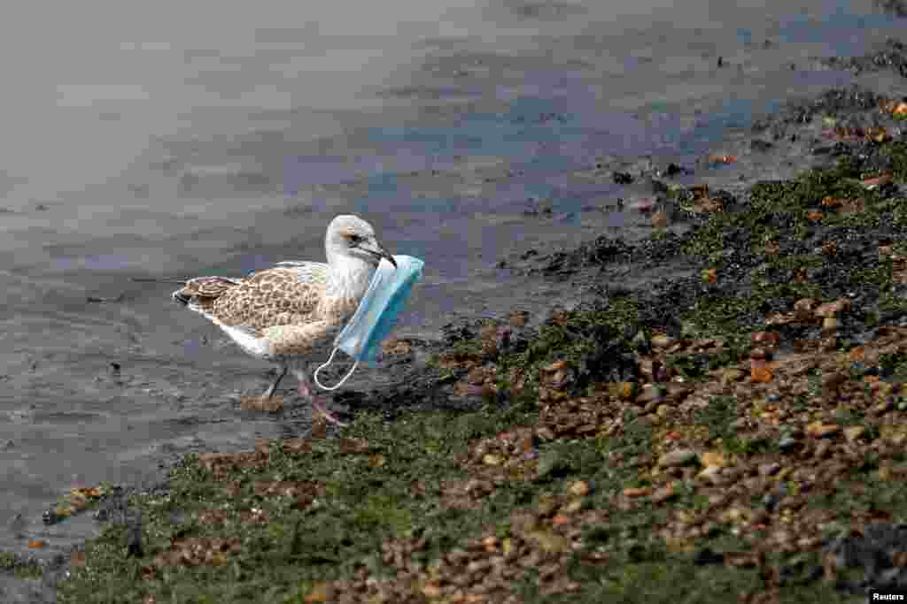 A seagull carries a protective face mask at the port of Dover, Britain.