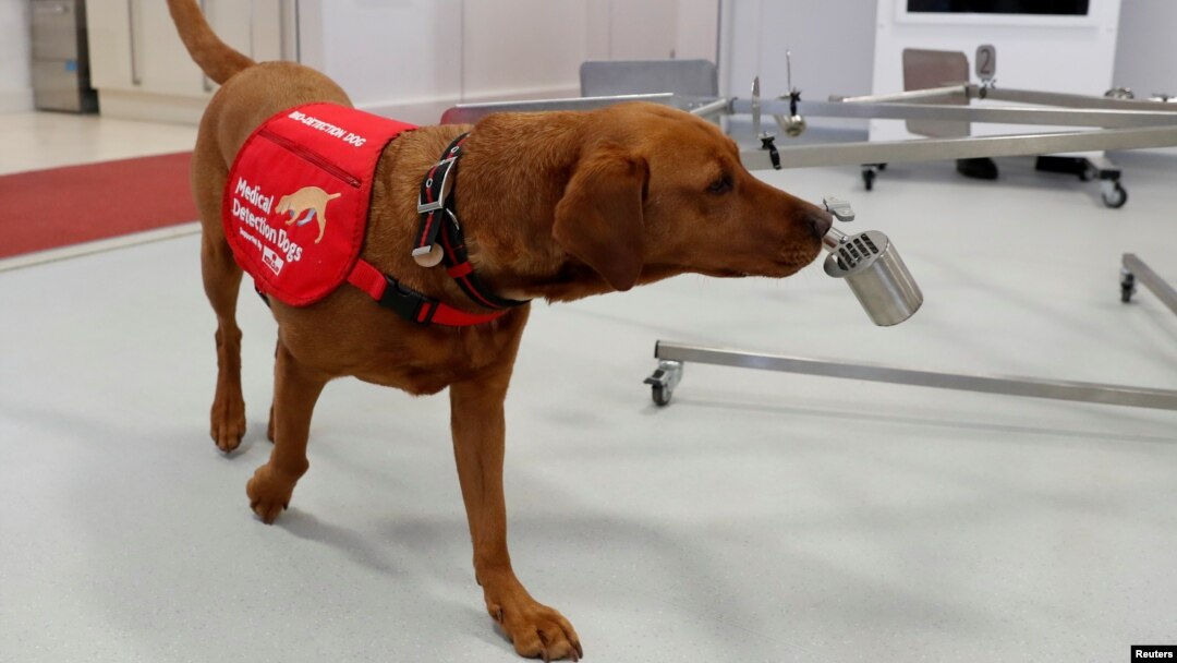 Pelatih Anjing Pendeteksi Medis, Rob Harris (tidak tampak dalam foto) sedang melatih anjing Florin, di Milton Keynes, Inggris, 31 Maret 2020. (Foto: Reuters)