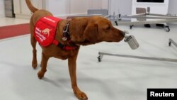 Pelatih Anjing Pendeteksi Medis, Rob Harris (tidak tampak dalam foto) sedang melatih anjing Florin, di Milton Keynes, Inggris, 31 Maret 2020. (Foto: Reuters)