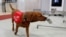 Pas Florin na treningu kompanije Medical Detection Dogs, u Britaniji 31. marta 2020. Kompanija ispituje da li čovjekov najbolji prijatelj može da odigra ulogu u sprječavanju širenja koronavirusa. 