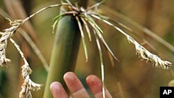India's Rural Development Linked to Bamboo Trade