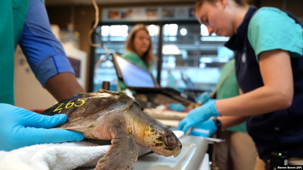 Biologist Sammi Chaves, right, examines a Kemp's ridley sea turtle at a New England Aquarium marine animal rehabilitation facility, in Quincy, Mass., Tuesday, Dec. 3, 2024. (AP Photo/Steven Senne)