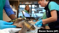 Biologist Sammi Chaves, right, examines a Kemp's ridley sea turtle at a New England Aquarium marine animal rehabilitation facility, in Quincy, Mass., Tuesday, Dec. 3, 2024. (AP Photo/Steven Senne)