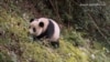 US, Chinese Scientists Work Together to Reintroduce Pandas to Wild