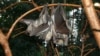African Fruit Bats Could Spread Viruses Across Continent