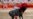 Spain’s Matadors Fight Back After COVID-19 Nearly Kills Their Art