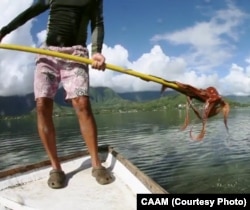 The Kawelo family in Hawaii has been fishing for octopus for eight generations.