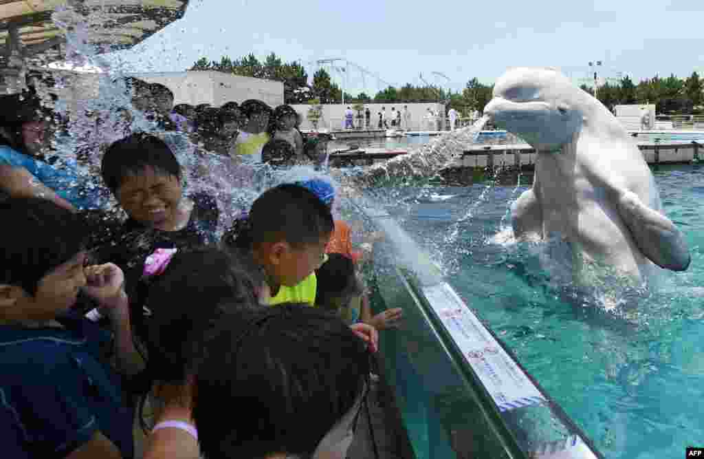 Seekor paus beluga menyemprotkan air ke arah penonton di akuarium Hakkeijima Sea Paradise di Yokohama, di luar kota Tokyo, Jepang.